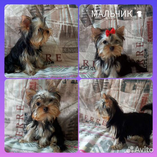 Йоркширский терьер щенки