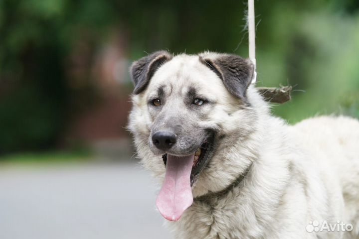 Ищет дом чудесный Крош