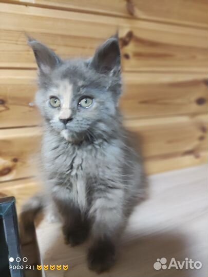 Котята мейн-кун