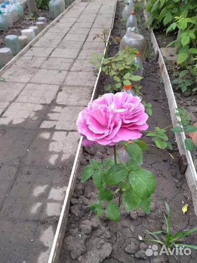 Саженцы Роз 7 сортов