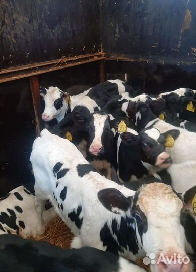 Бычки и телята