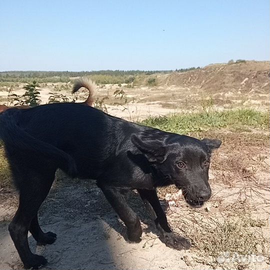 Собаки щенки бесплатно