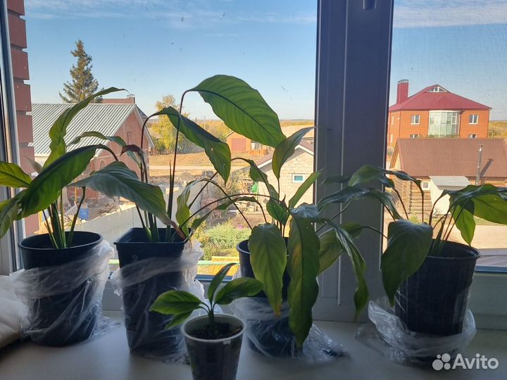 Спатифиллум