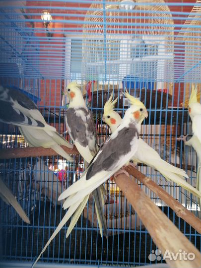 Попугай корелла ручной