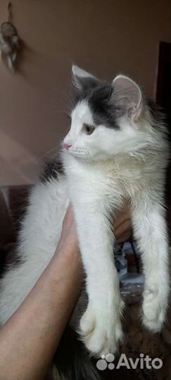 Кошка в дар бесплатно