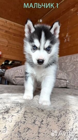 Голубоглазые хаски