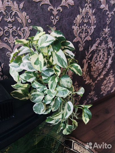 Сциндапсус н джой