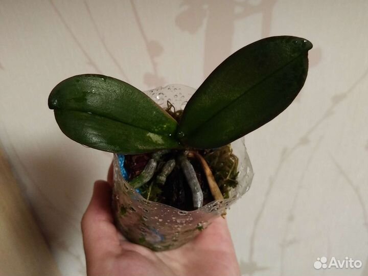 Орхидея фаленопсис