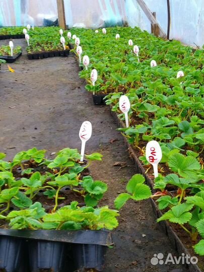 Рассада клубники