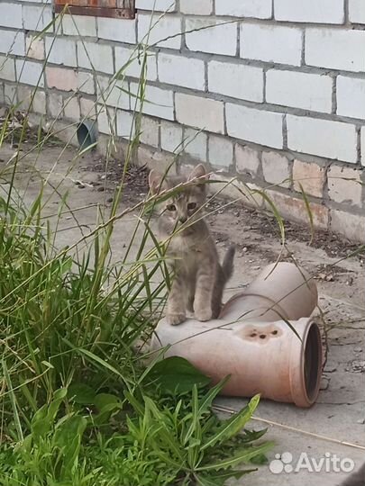 Котята 4шт обычные