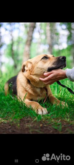 Собака, с необычной кличкой