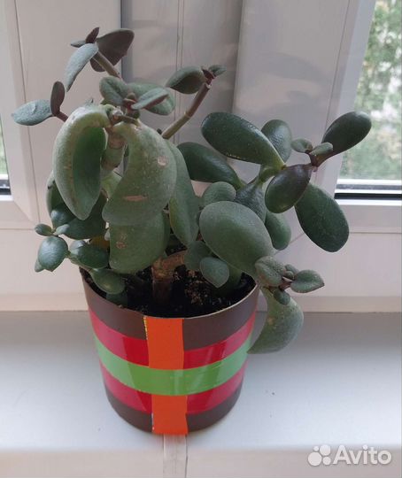 Разные цветочки