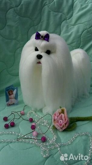 Мальтийская болонка. Мальтезе