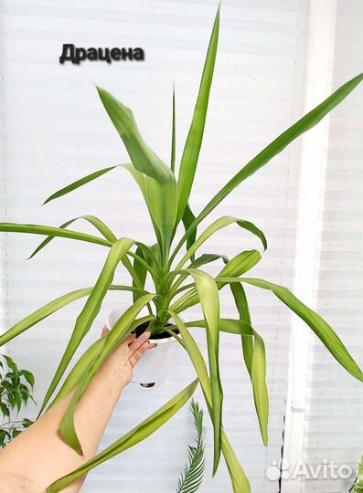 Аглаонема, драцена, перексия,педилантус