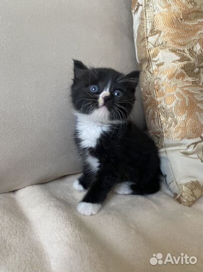 Котенок