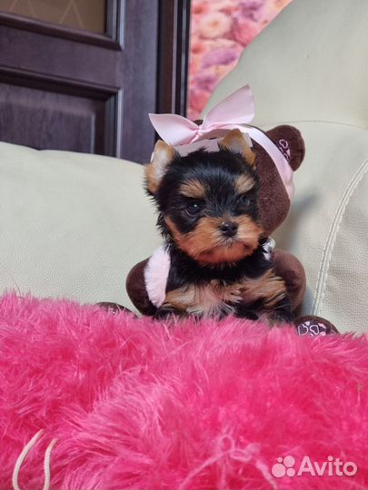 Йоркширский терьер