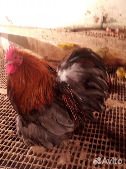 Куры петухи
