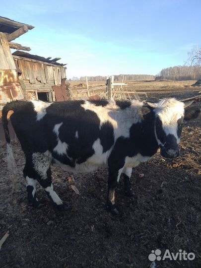 Продам коров