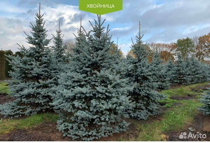 Ель голубая 2 м