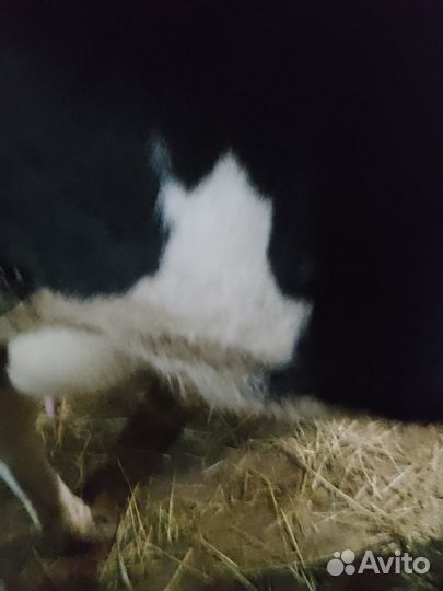 Корова первотелка с теленком