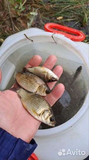 Живец пескарь