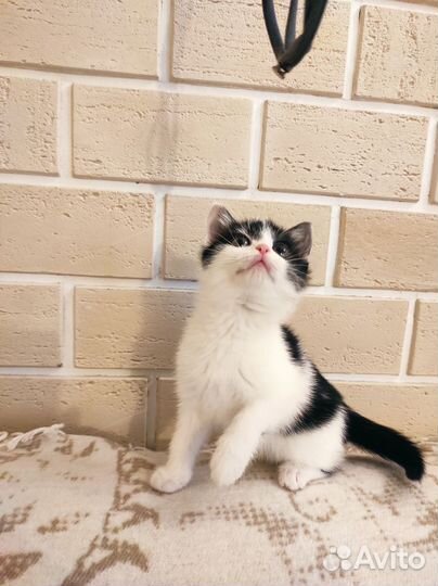 Котенок в любящие руки