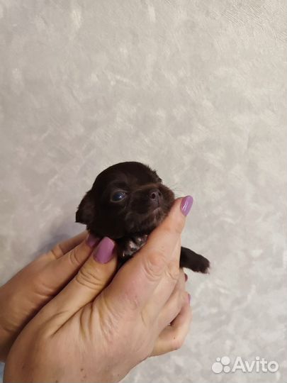 Собаки щенки маленькой породы
