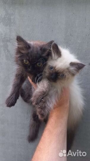 Кошки в добрые руки бесплатно