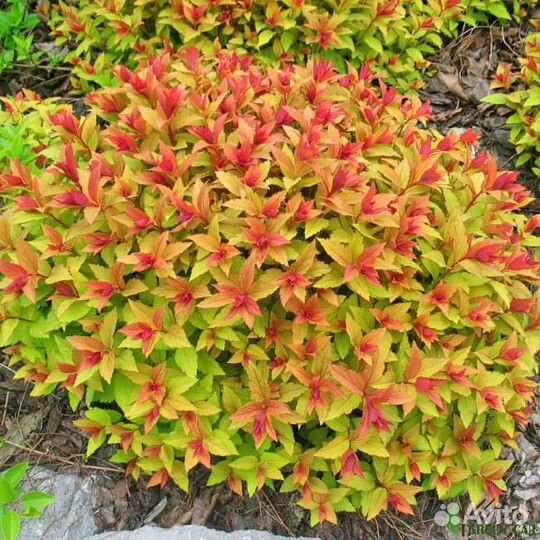 Саженцы Спиреи оптом