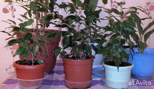 Фикус бенджамина