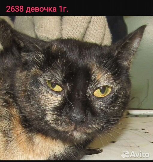 Пушистые усатики- полосатики