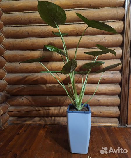 Алоказия венти