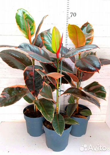 Фикус эластика рубин