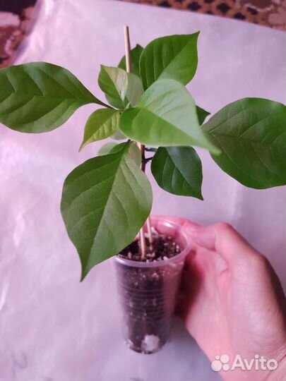 Бугенвиллия вера биколор