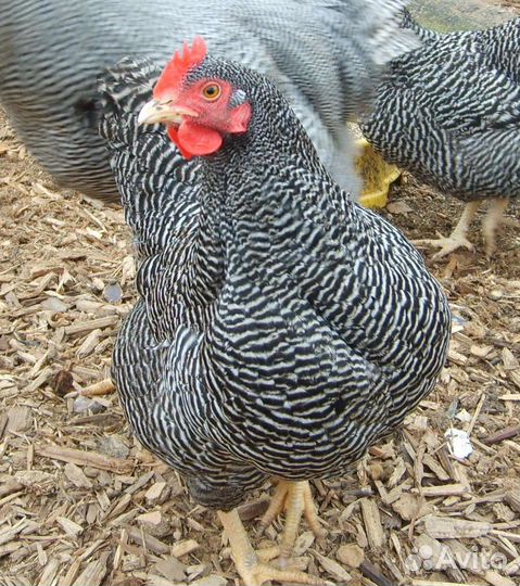 Бесплатно Доставка кур по Ярославской области