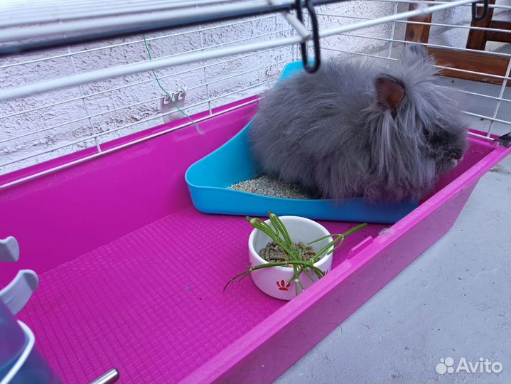 Декоративный кролик мальчик