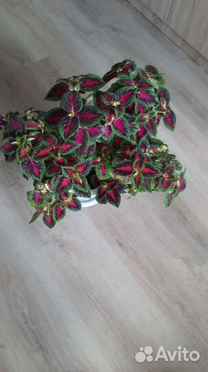 Цветок колиуса с горшком