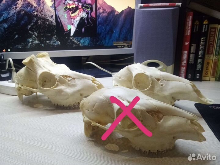 Черепа косуль