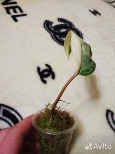 Аглеонема Манила вар