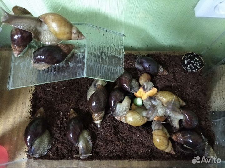 Ахатинские улитки