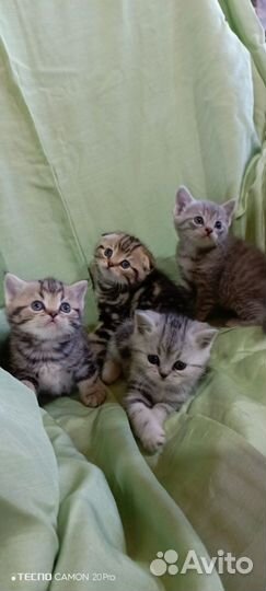 Шотландские котята