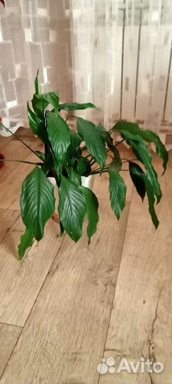 Спатифиллум