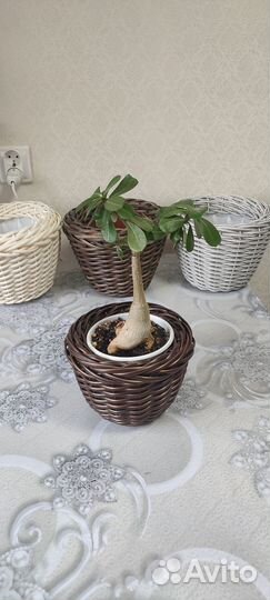 Горшки для цветов