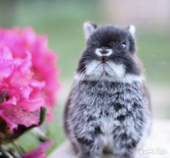 Ручные Карликовые Кролики из Питомника