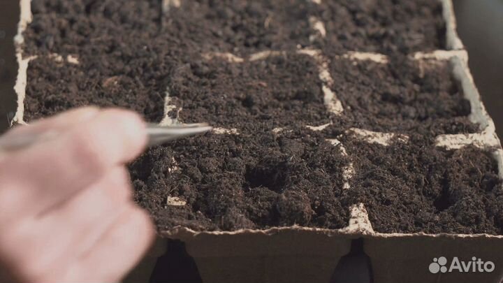 Земля плодородная сеянная