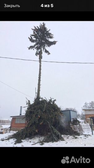Спил аварийных деревьев