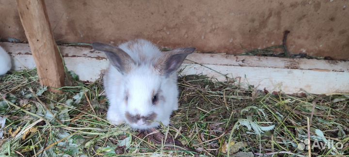 Продам крольчат