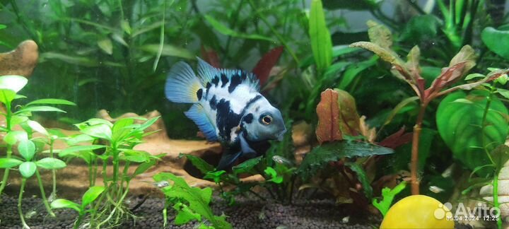 Аквариумная Рыбка сапфировый попугай
