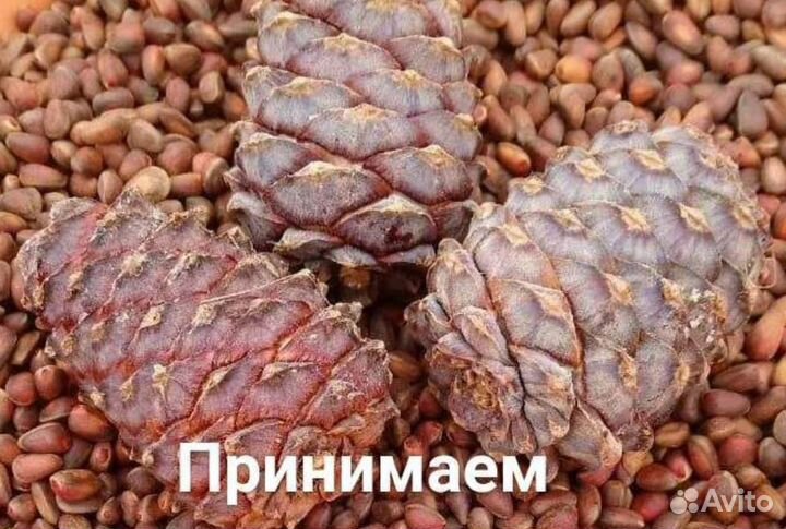 Шишки кедровые