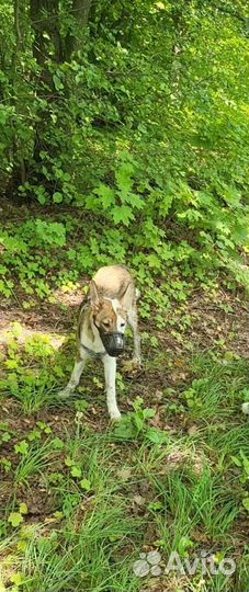 Щенки в добрые руки